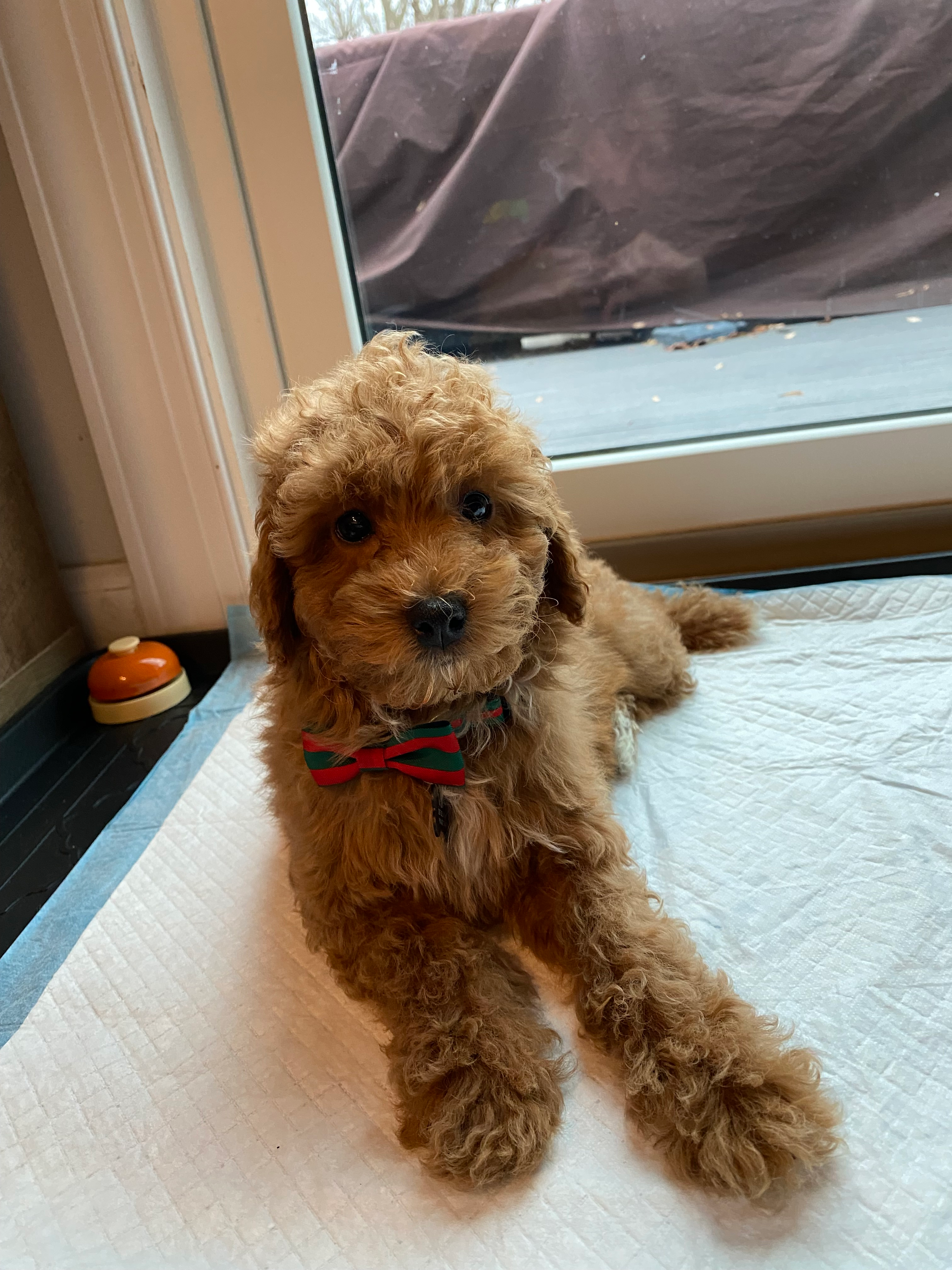 Playful Bichpoo Poodle Mix Puppy
