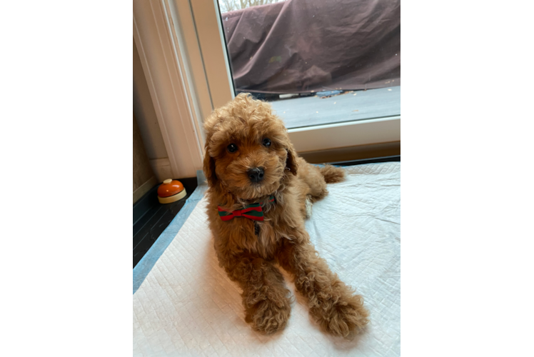 Playful Bichpoo Poodle Mix Puppy