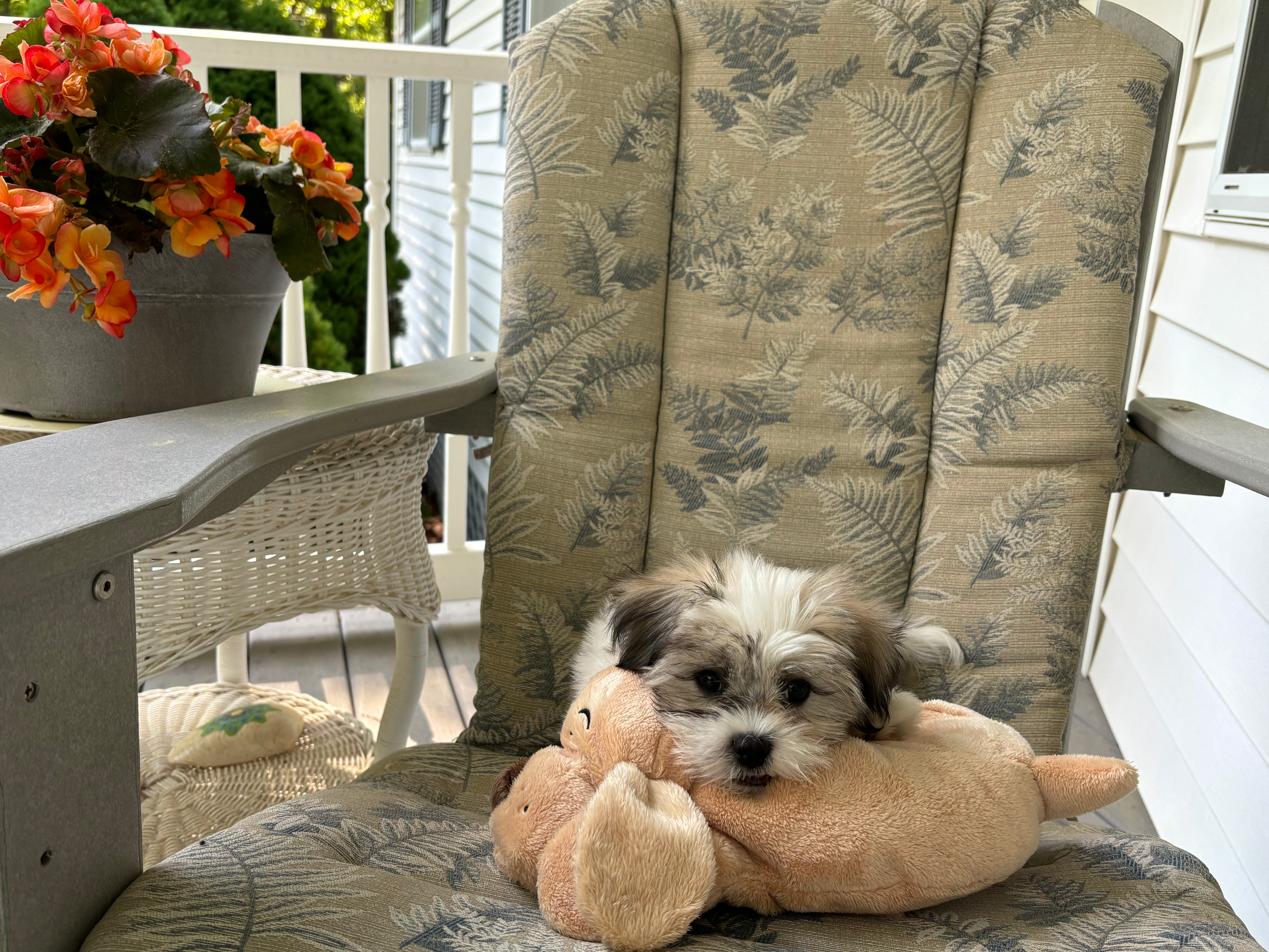 Energetic Shit Designer Puppy