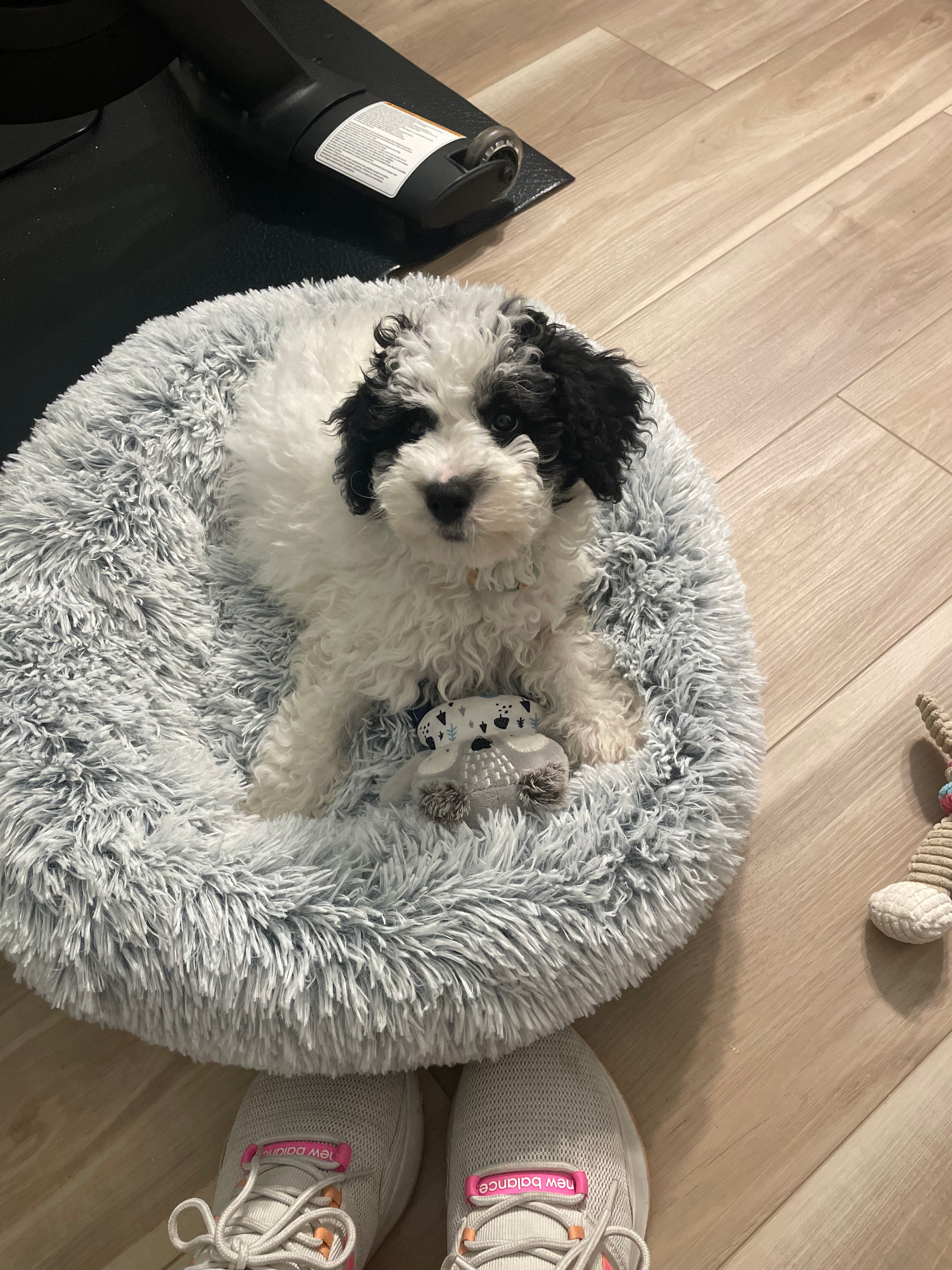 Petite Mini Sheepadoodle Poodle Mix Pup