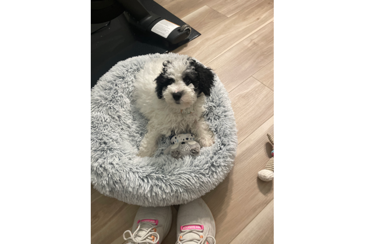 Petite Mini Sheepadoodle Poodle Mix Pup