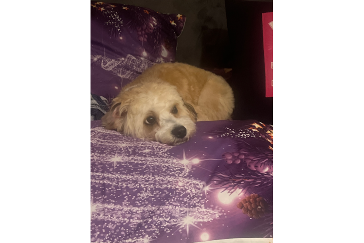 Best Cavachon Baby