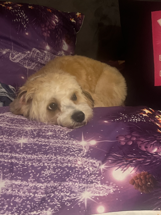 Cavachon