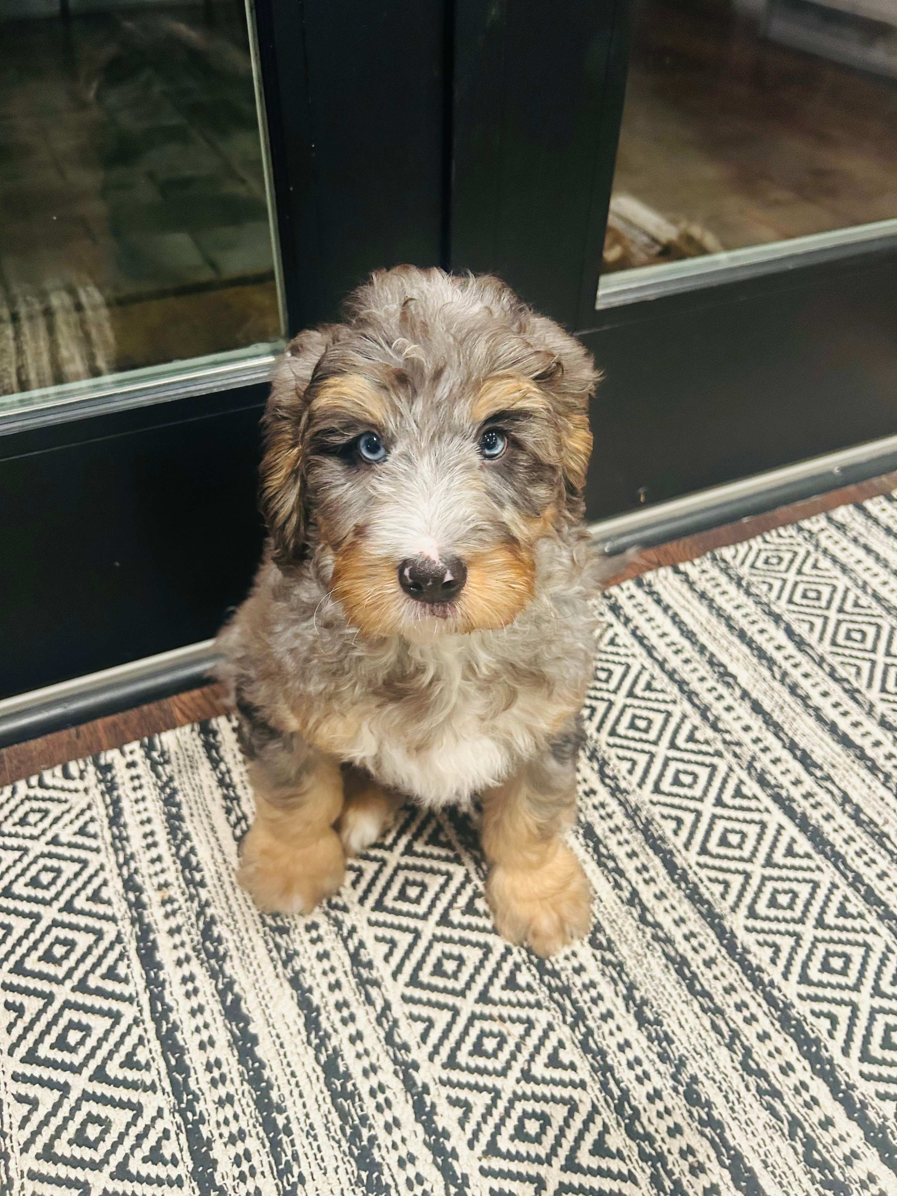 Best Mini Bernedoodle Baby