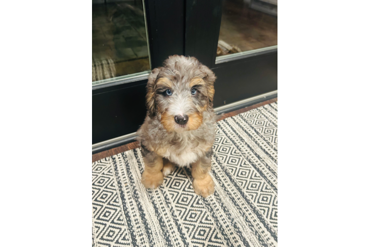 Best Mini Bernedoodle Baby