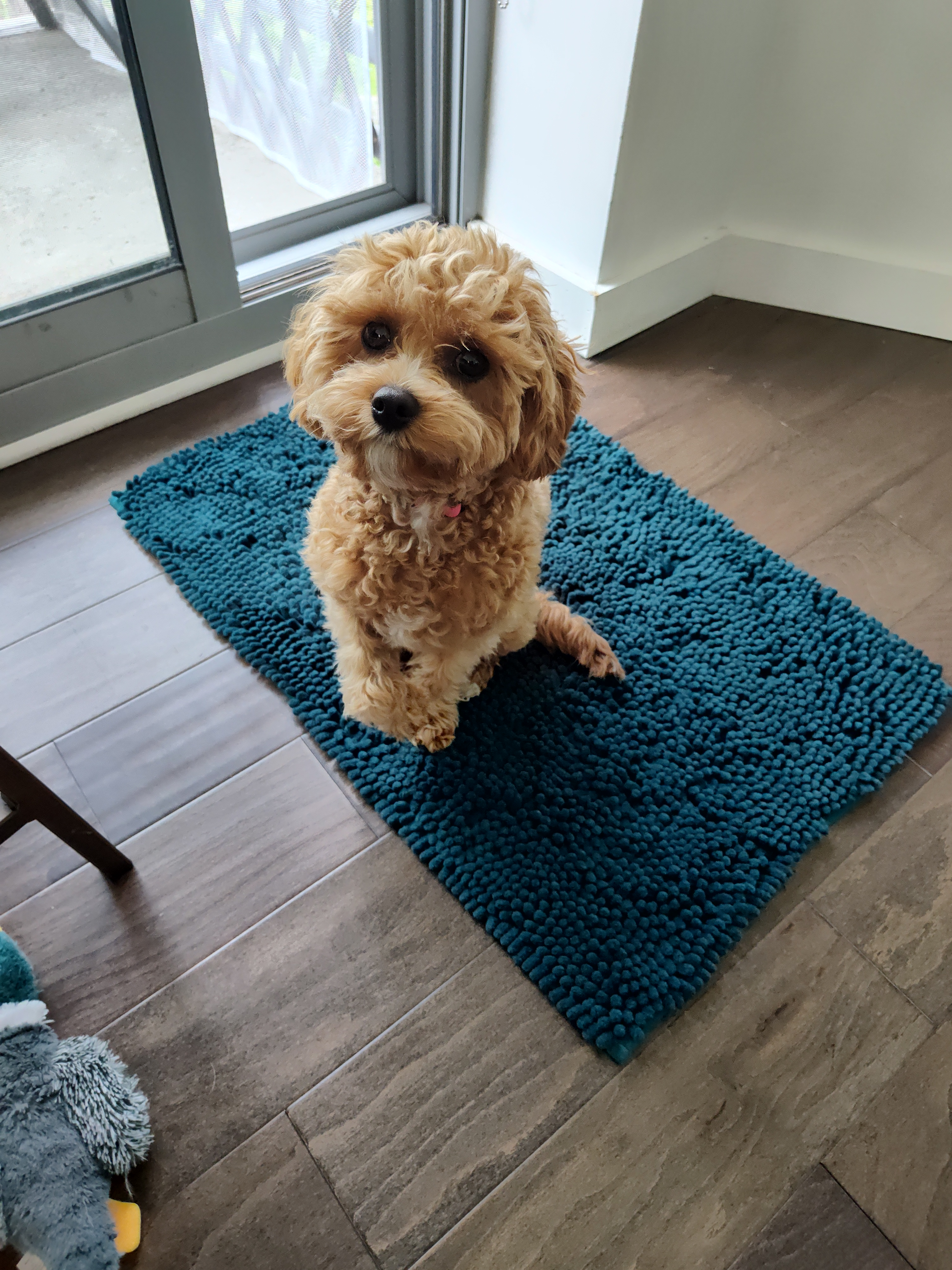 Small Cavapoo Baby