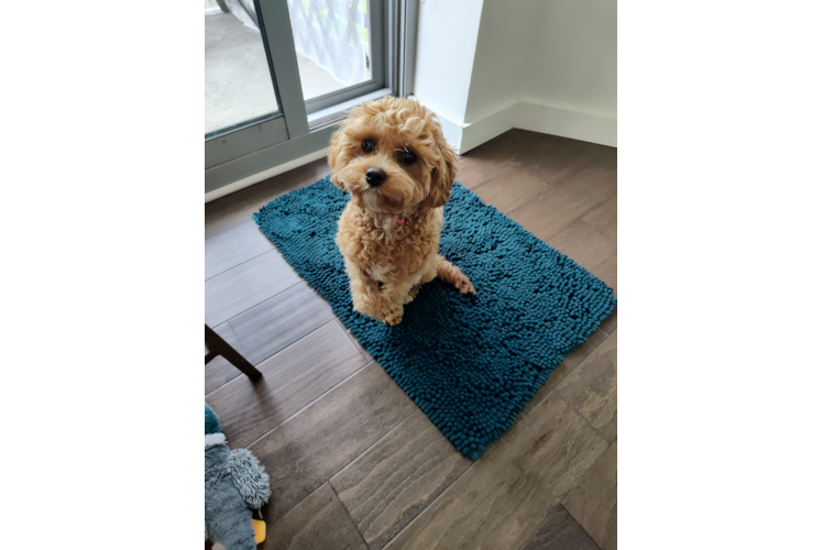 Small Cavapoo Baby