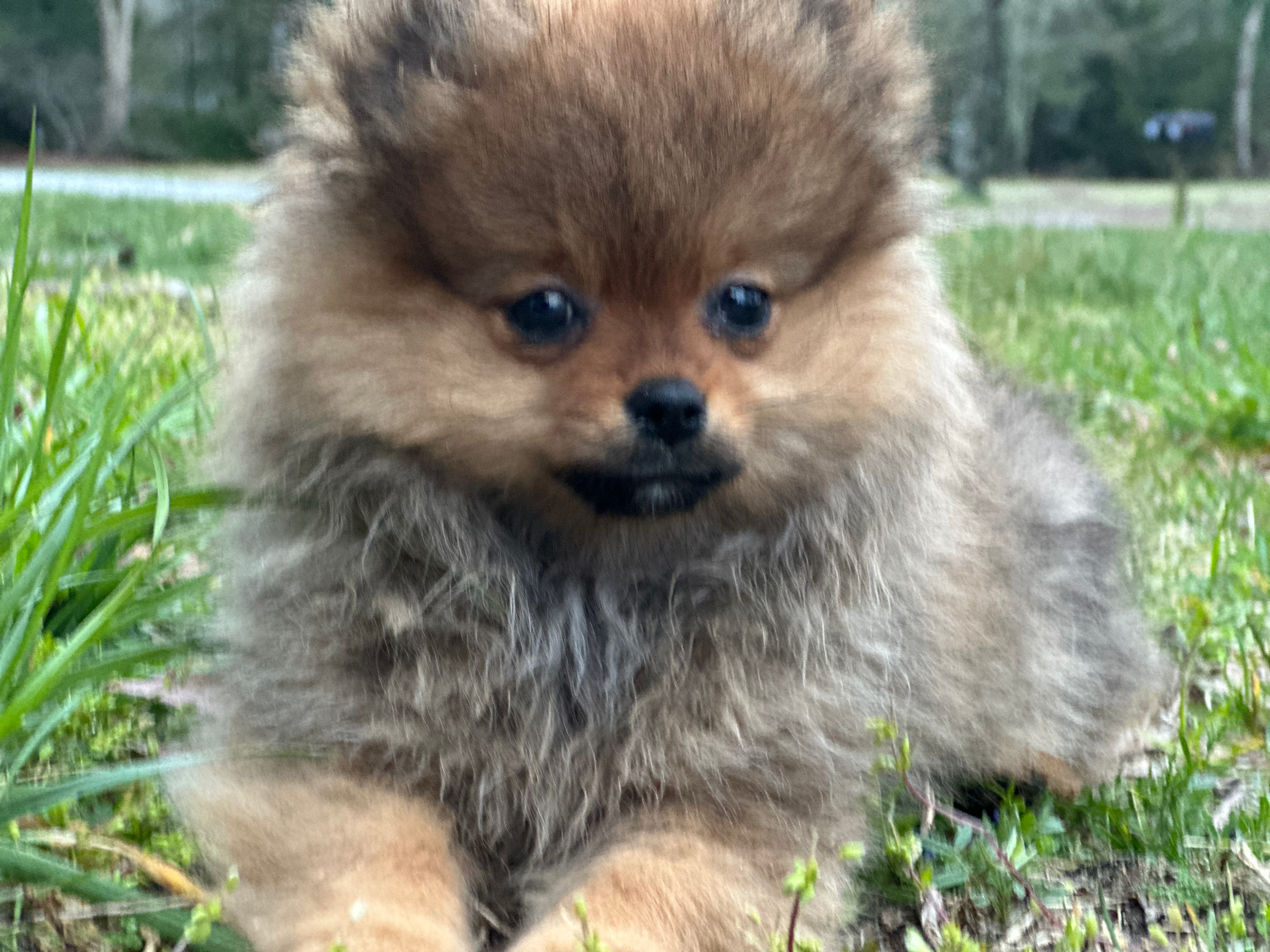 Funny Pomeranian Baby
