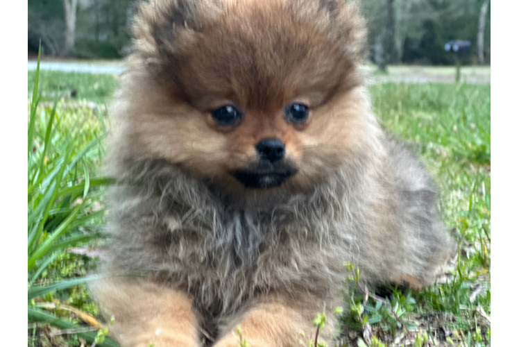 Funny Pomeranian Baby