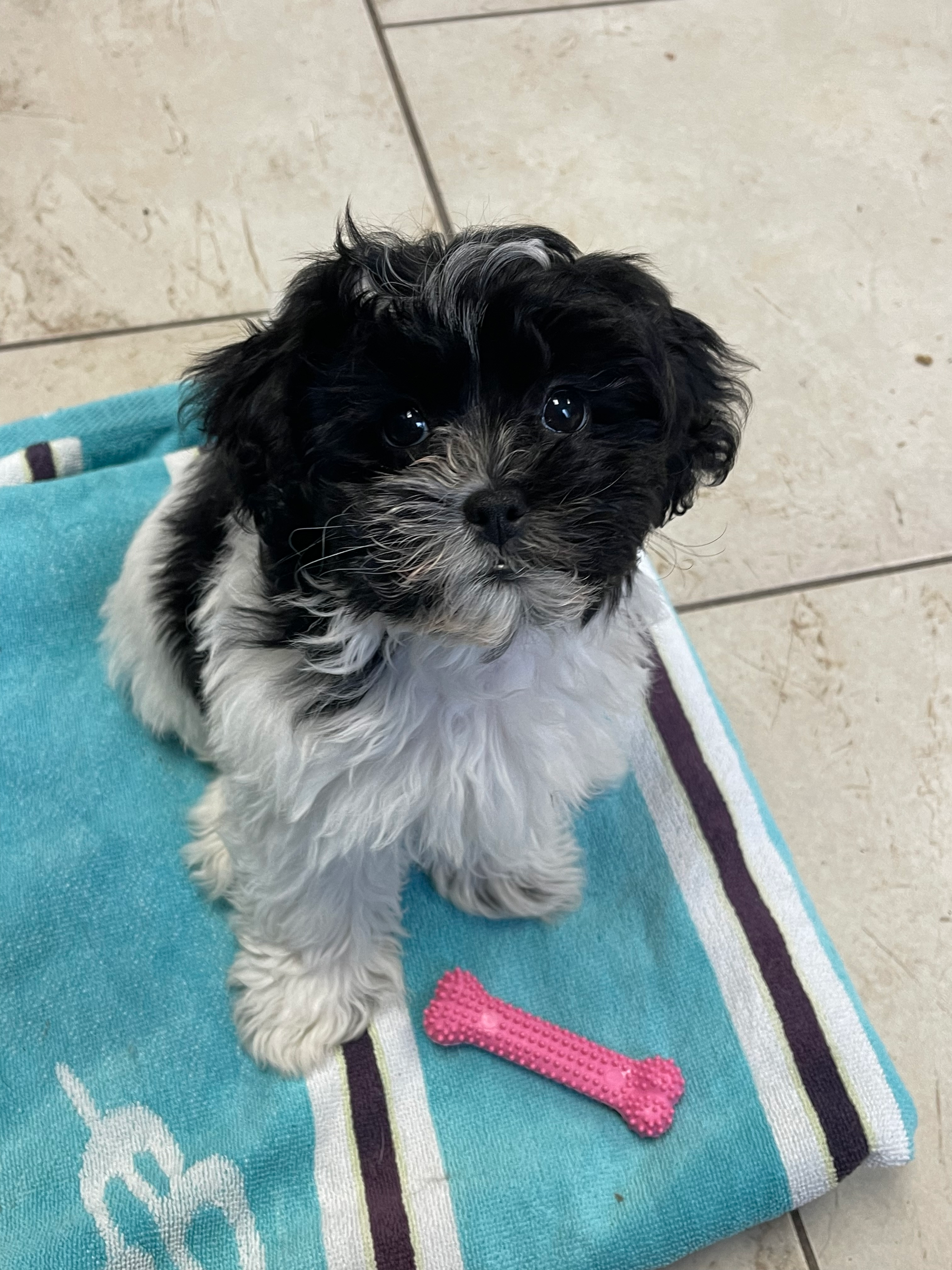 Fluffy Shih Poo Poodle Mix Pup