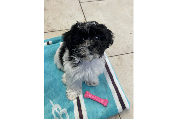 Fluffy Shih Poo Poodle Mix Pup