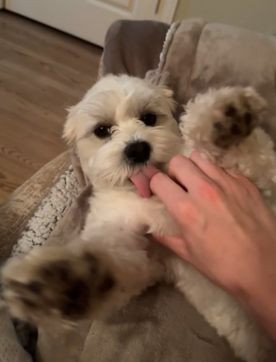 Teddy Bear