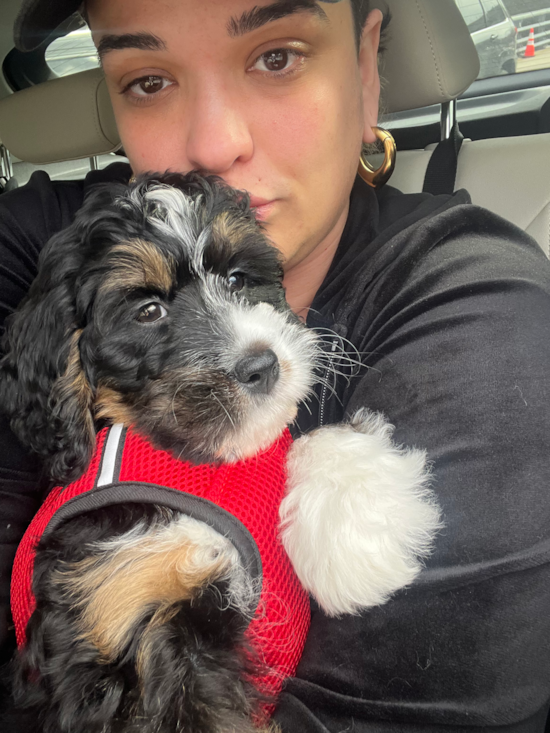 Mini Bernedoodle