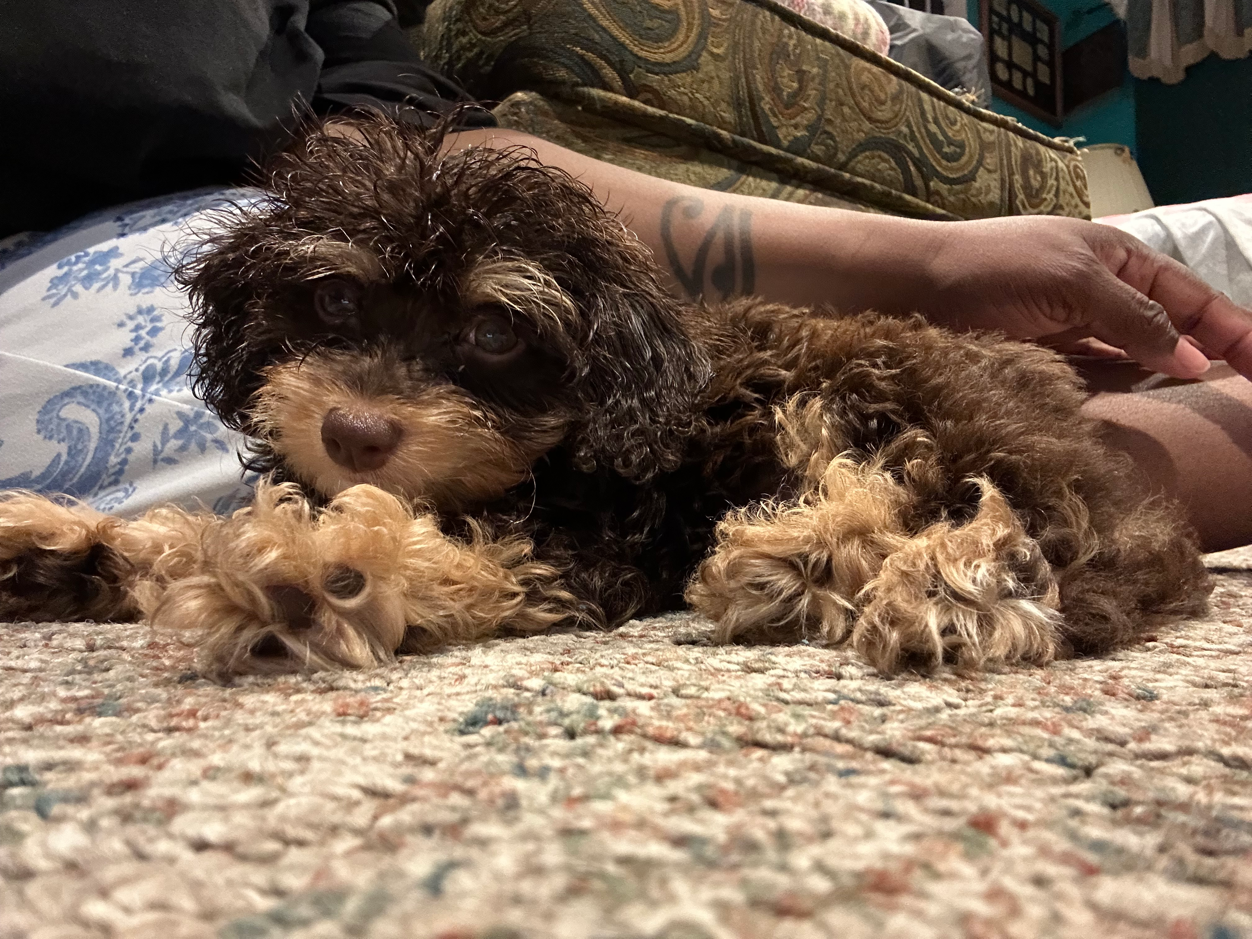 Best Cavapoo Baby