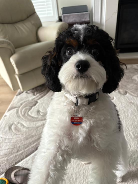 Cavapoo
