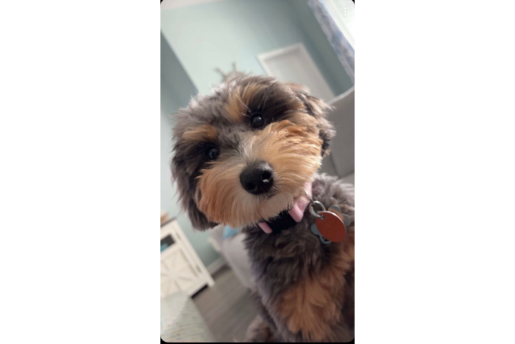 Energetic Golden Doodle Poodle Mix Puppy