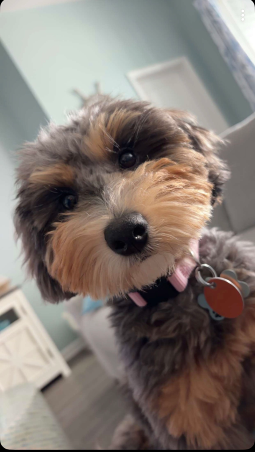 Mya 