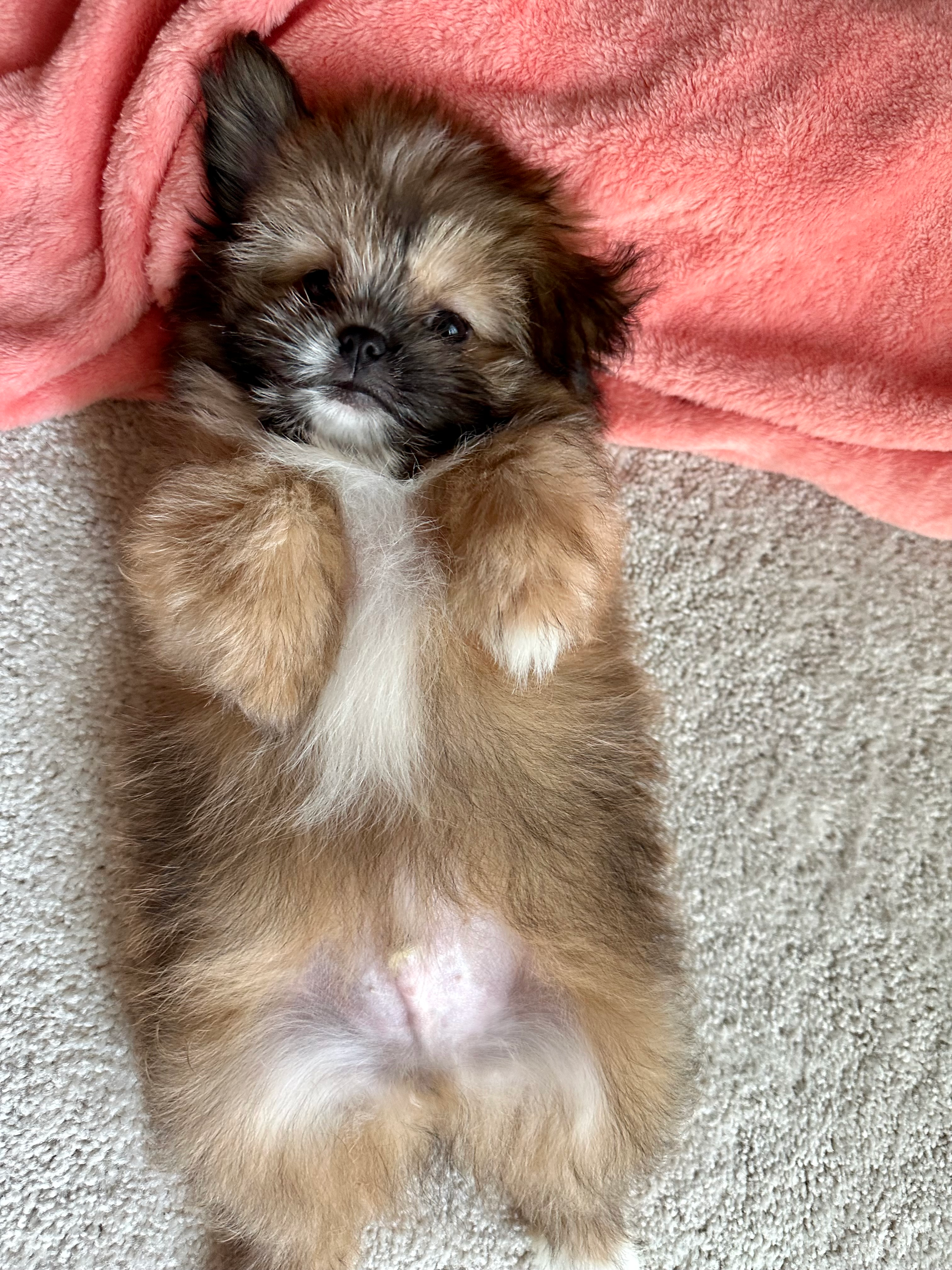 Best Shih Pom Baby