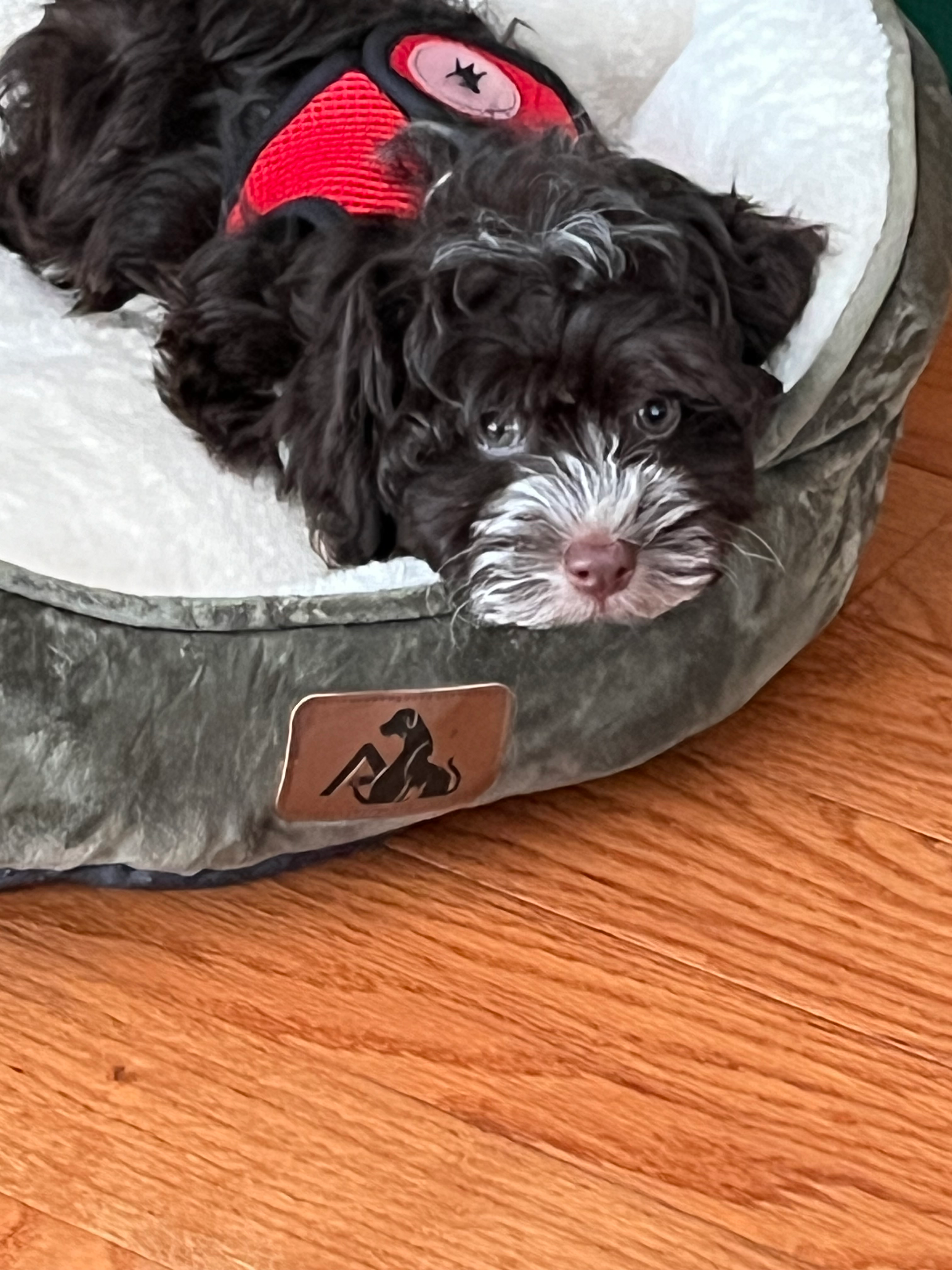 Havapoo Puppy for Adoption
