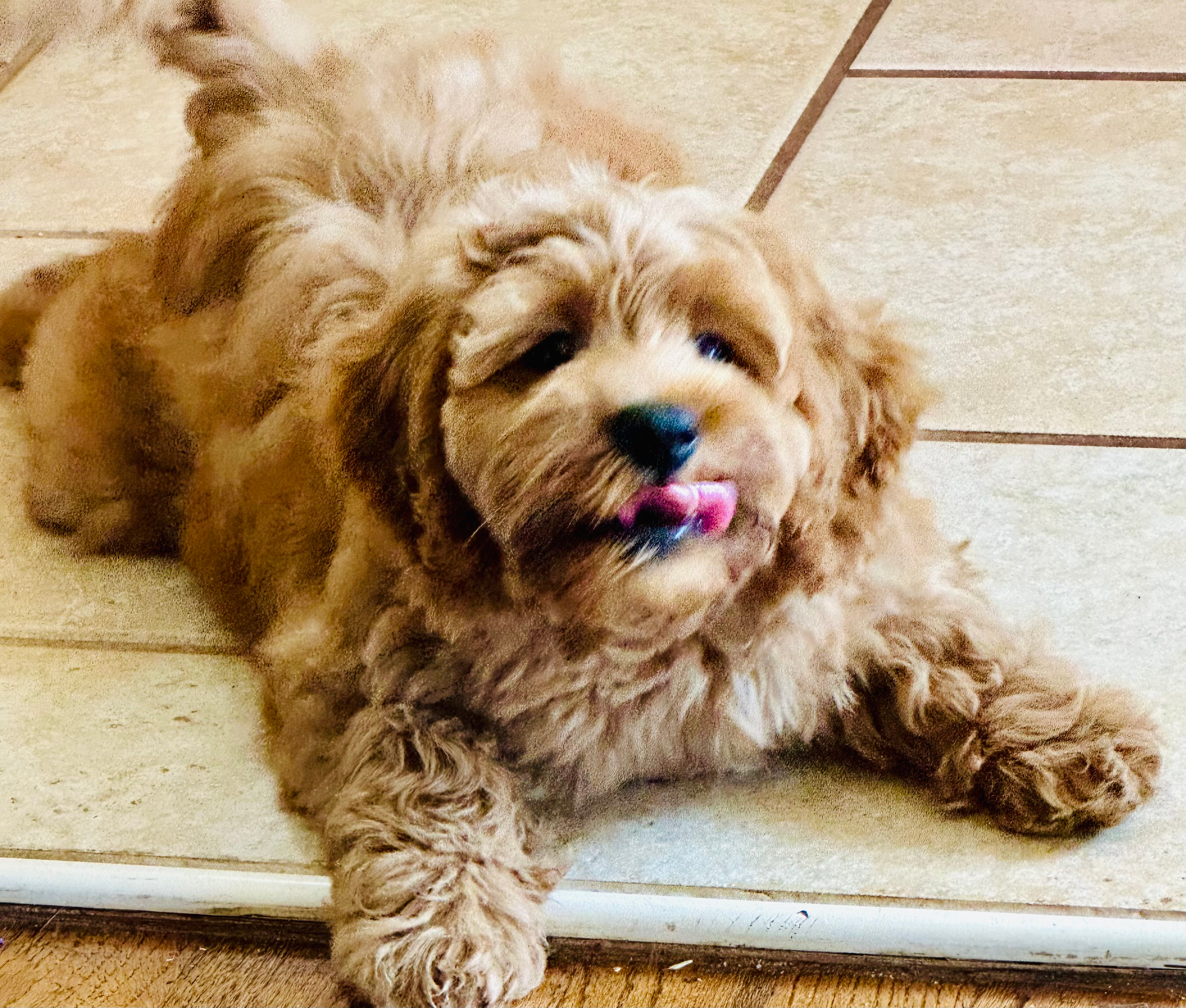 Petite Mini Goldendoodle Poodle Mix Pup