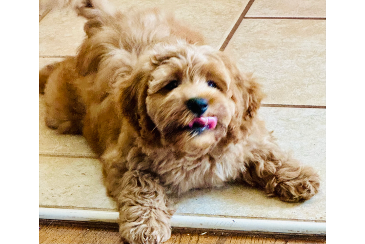 Petite Mini Goldendoodle Poodle Mix Pup