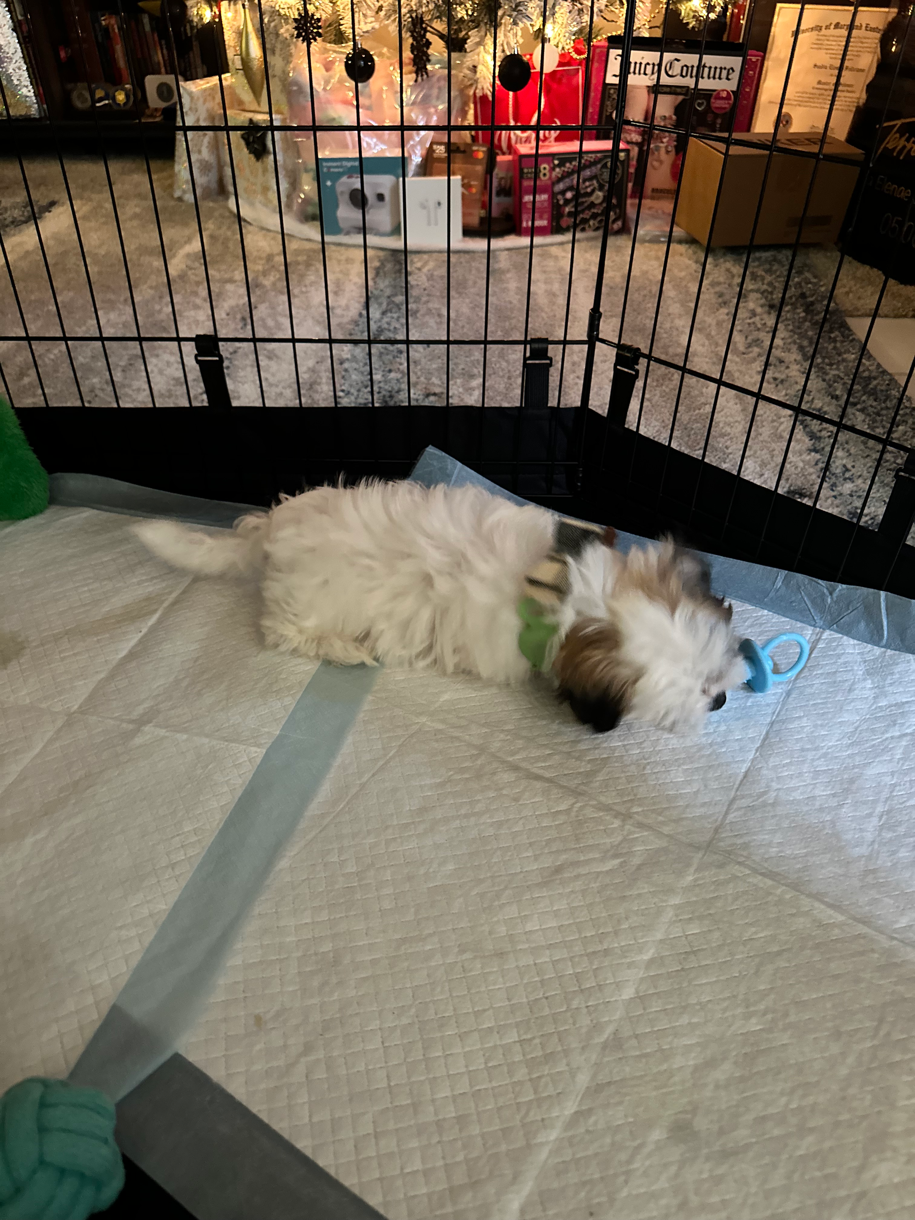 Little Shi Chon Designer Puppy