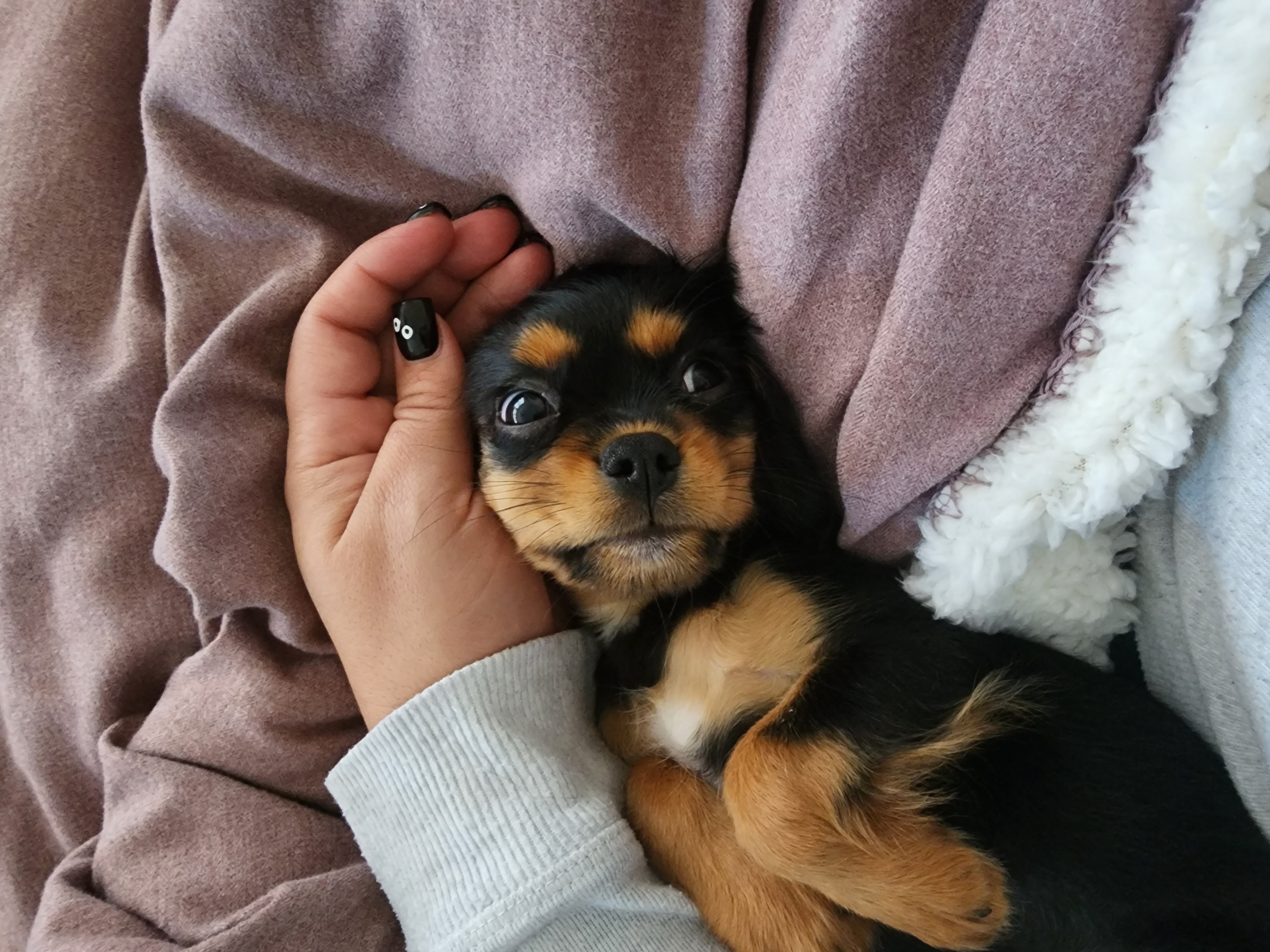 Cavalier King Charles Spaniel Pup Being Cute