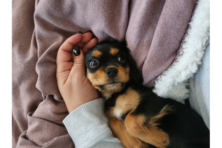 Cavalier King Charles Spaniel Pup Being Cute