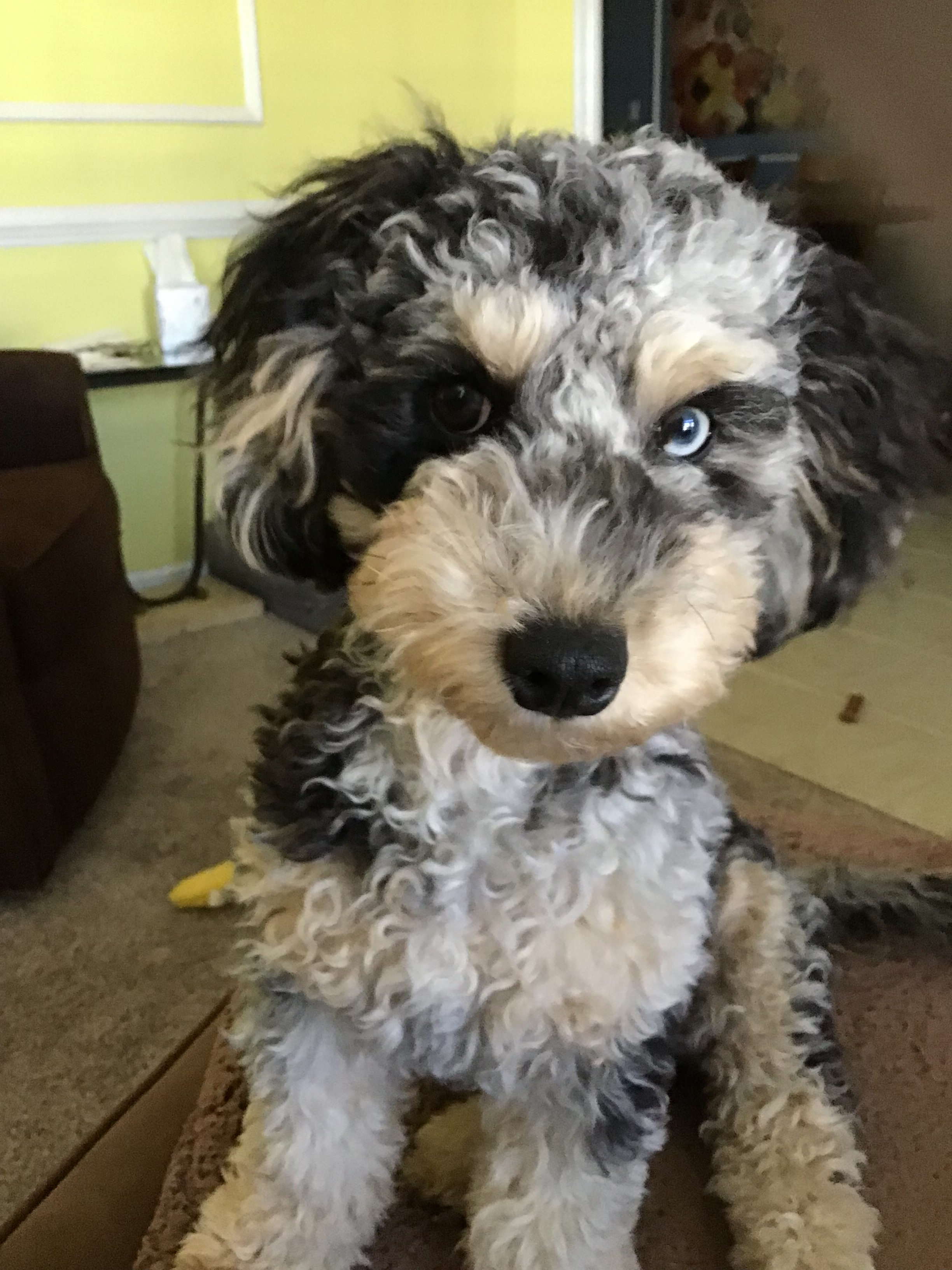 Cockapoo Puppy for Adoption