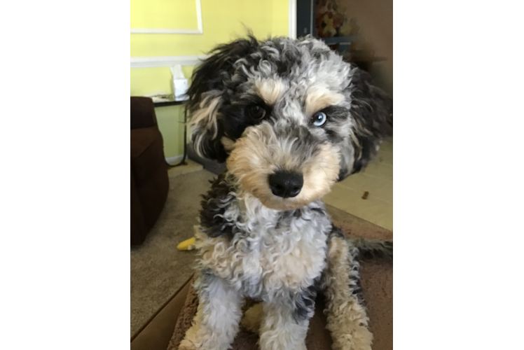 Cockapoo Puppy for Adoption