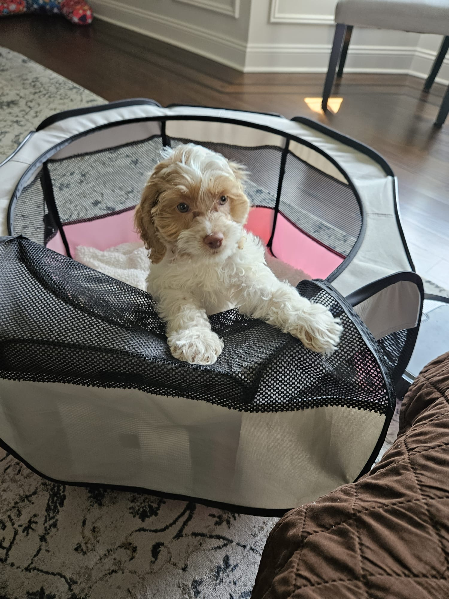 Cockapoo Puppy for Adoption