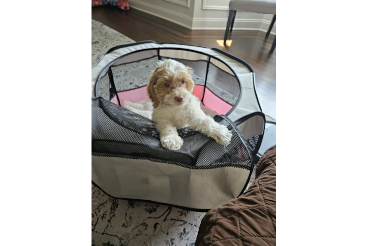 Cockapoo Puppy for Adoption