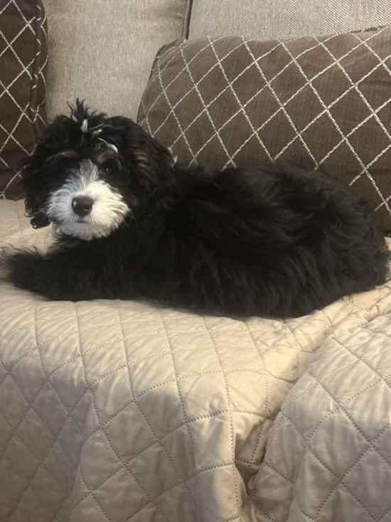 Mini Bernedoodle