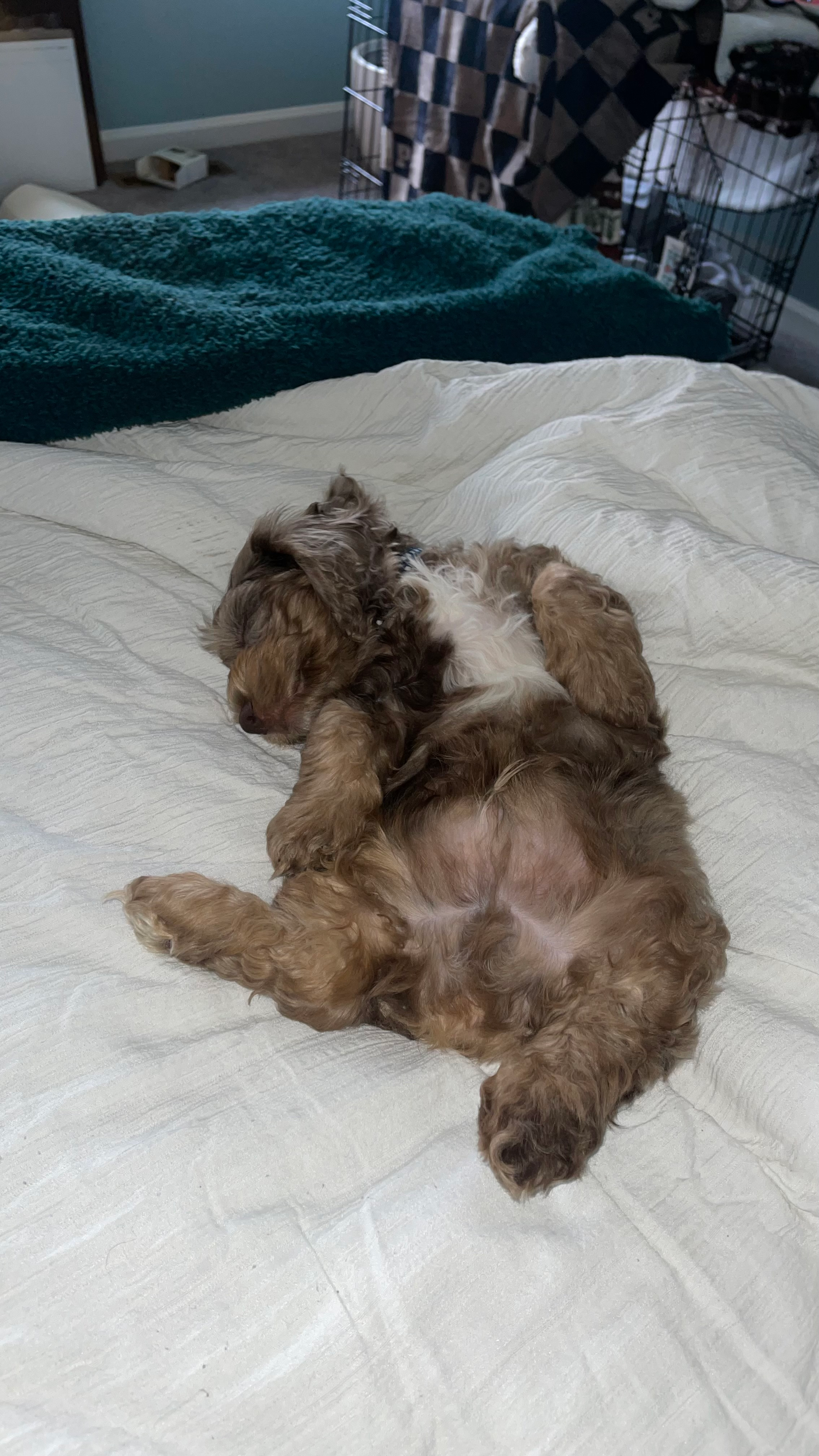Cockapoo Pup Being Cute