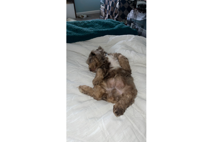 Cockapoo Pup Being Cute