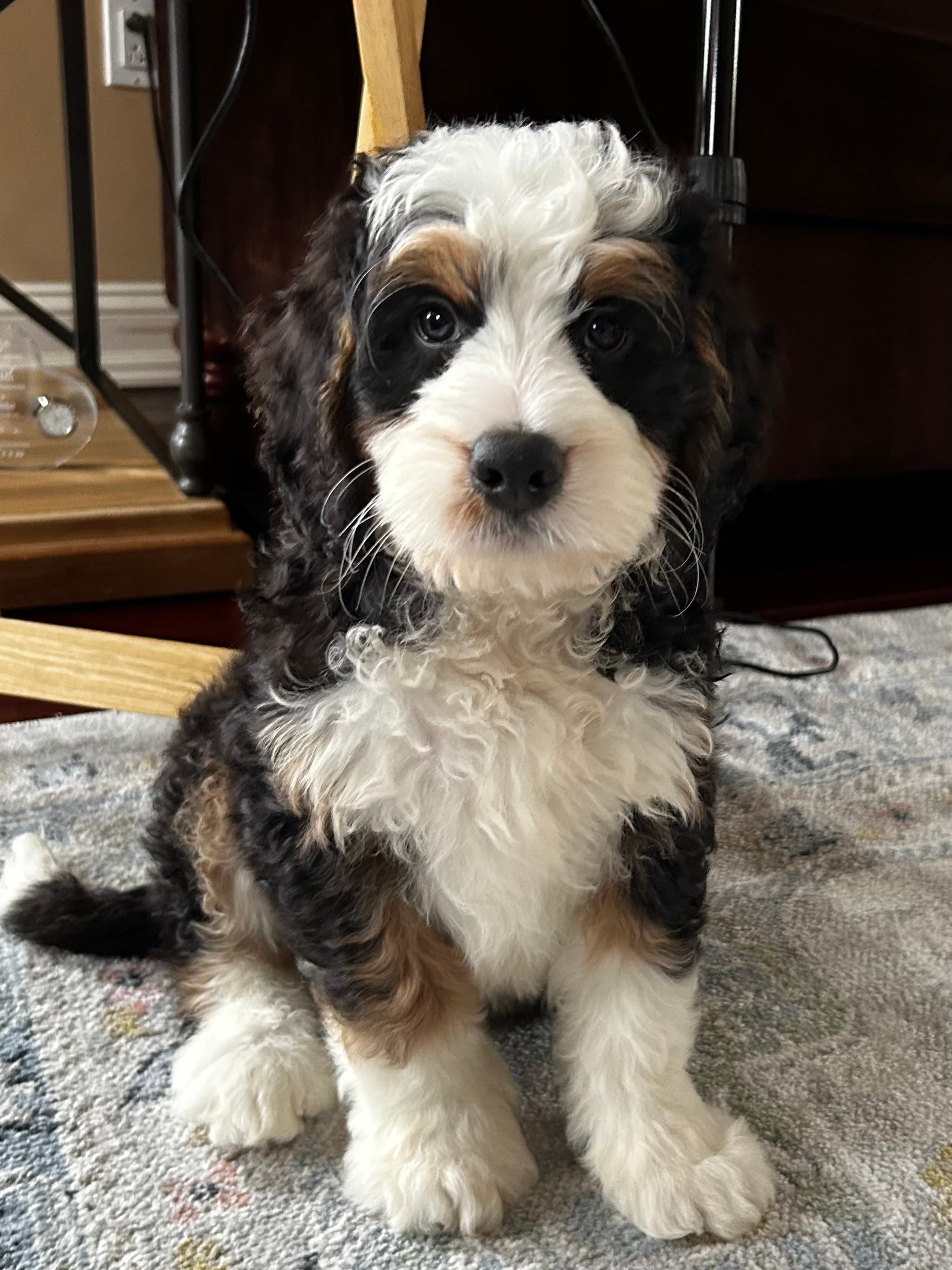 Energetic Mini Berniedoodle Poodle Mix Puppy