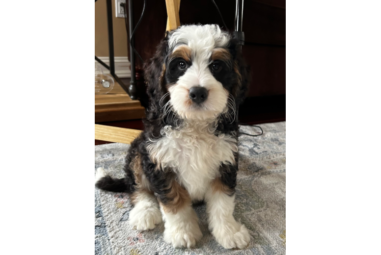 Energetic Mini Berniedoodle Poodle Mix Puppy