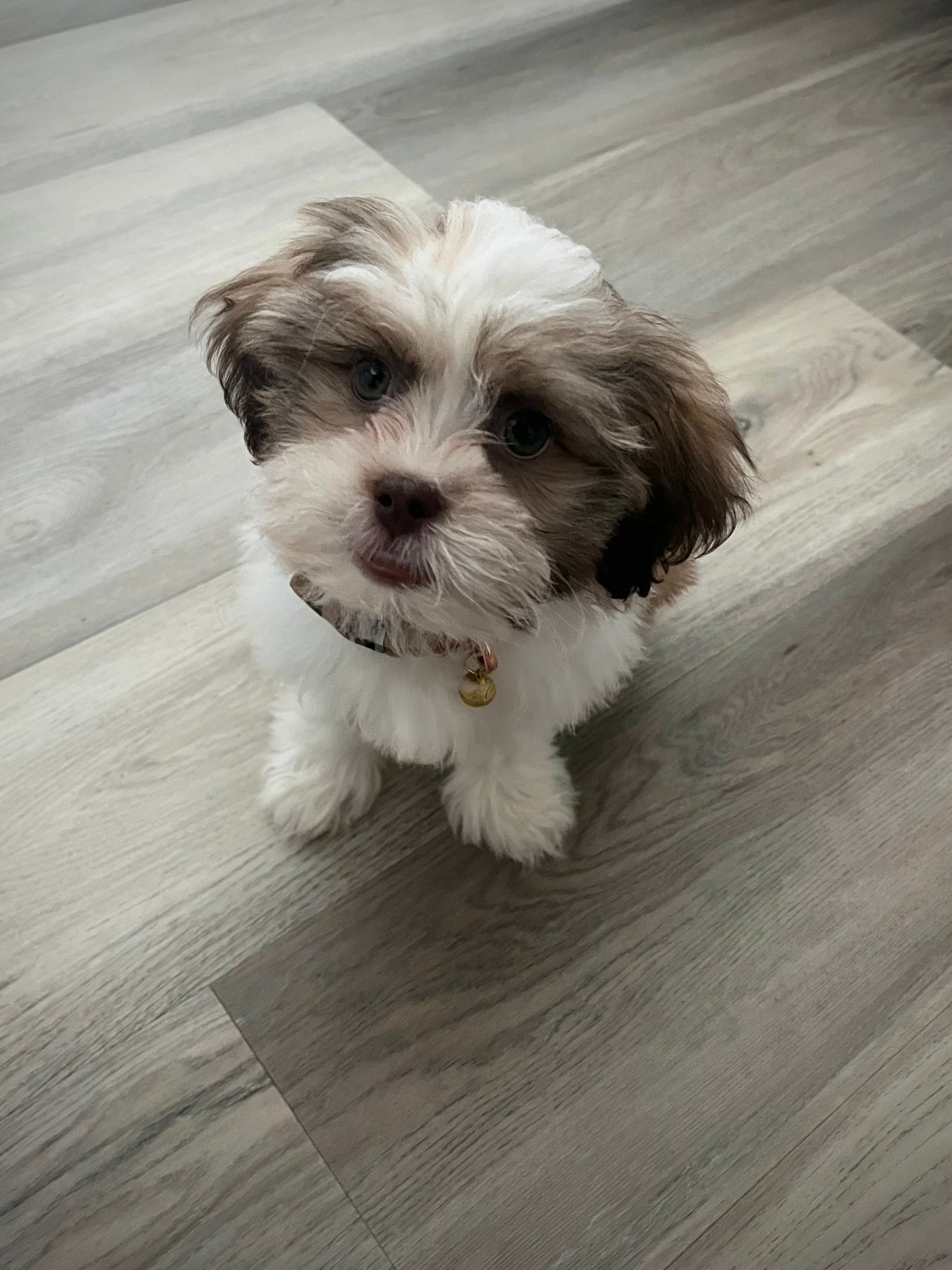 Havashu Pup Being Cute