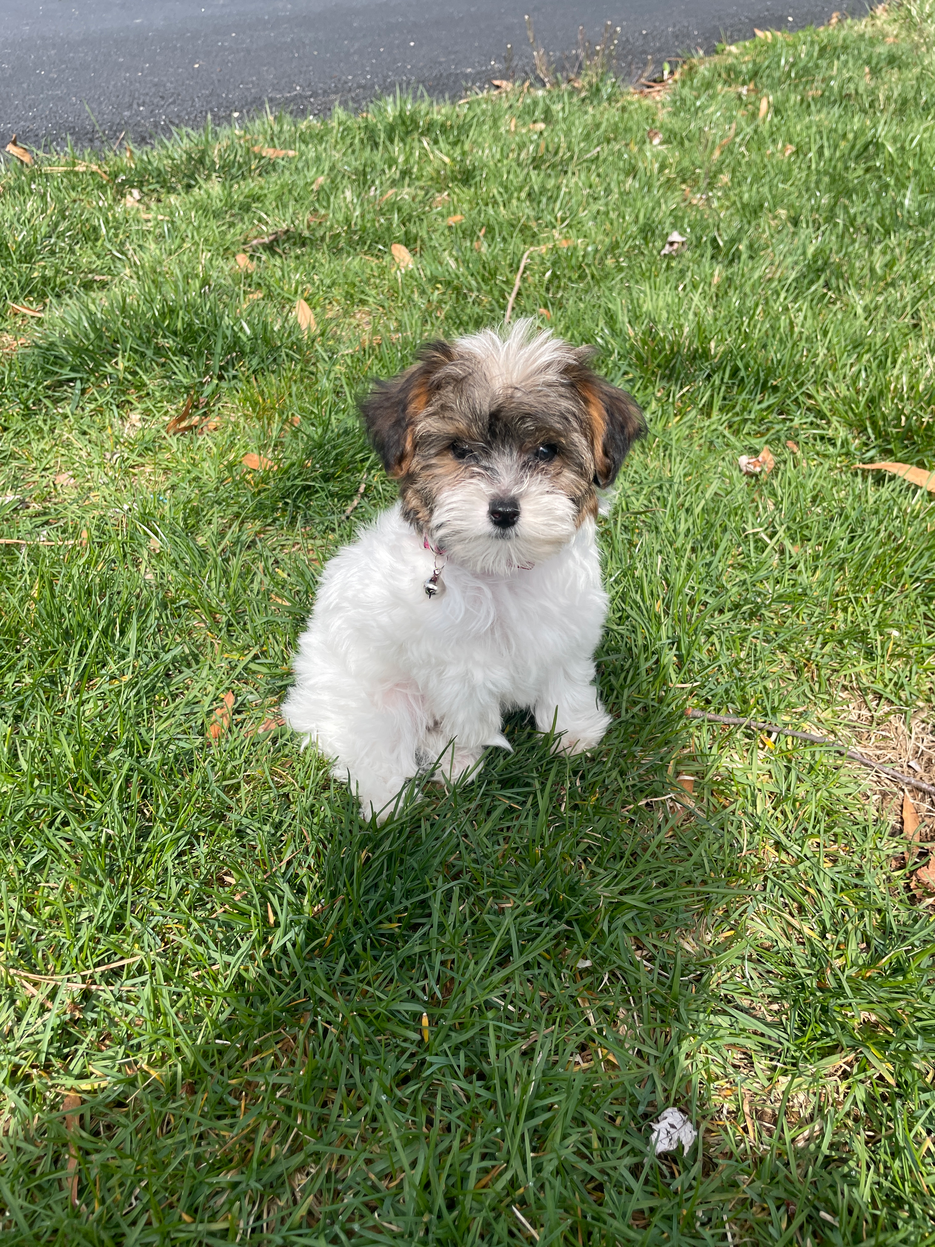 Small Yorkie Poo Baby