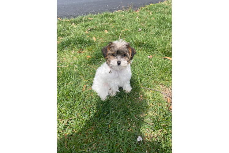 Small Yorkie Poo Baby