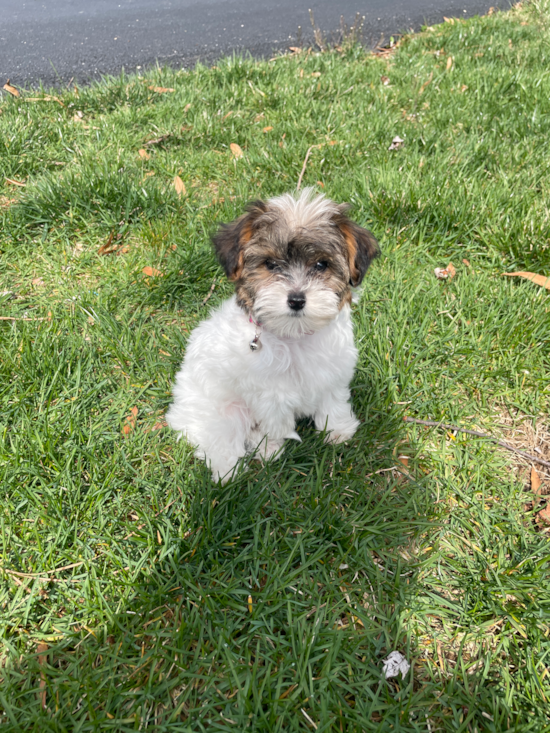 Yorkie Poo