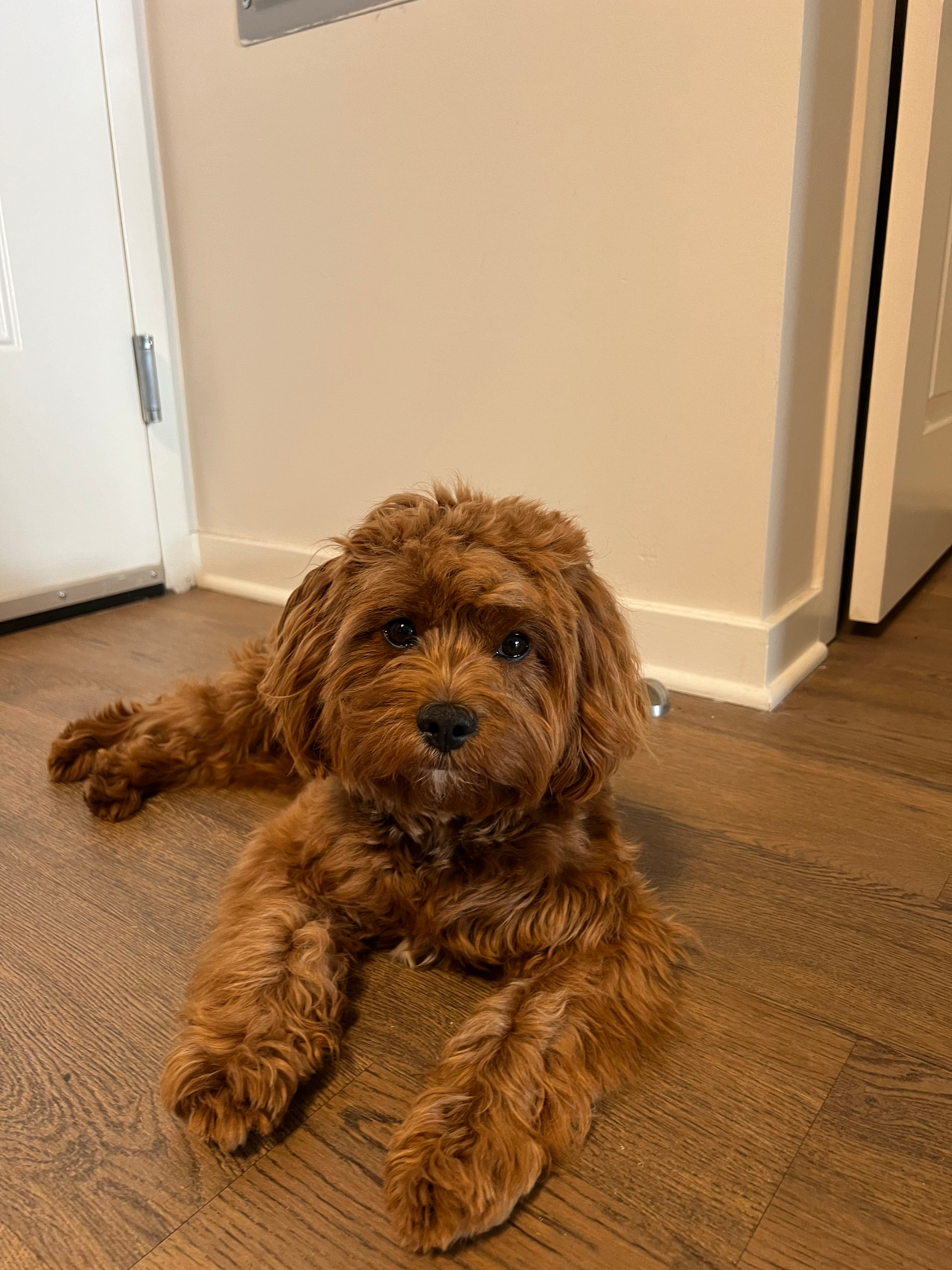 Best Cavapoo Baby