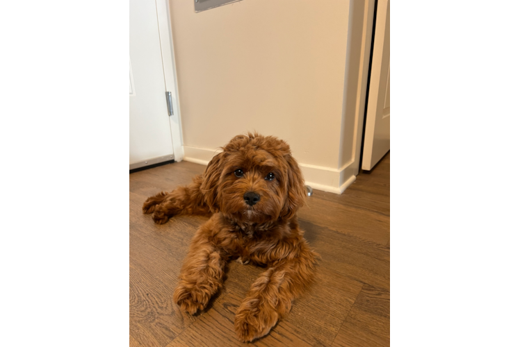 Best Cavapoo Baby