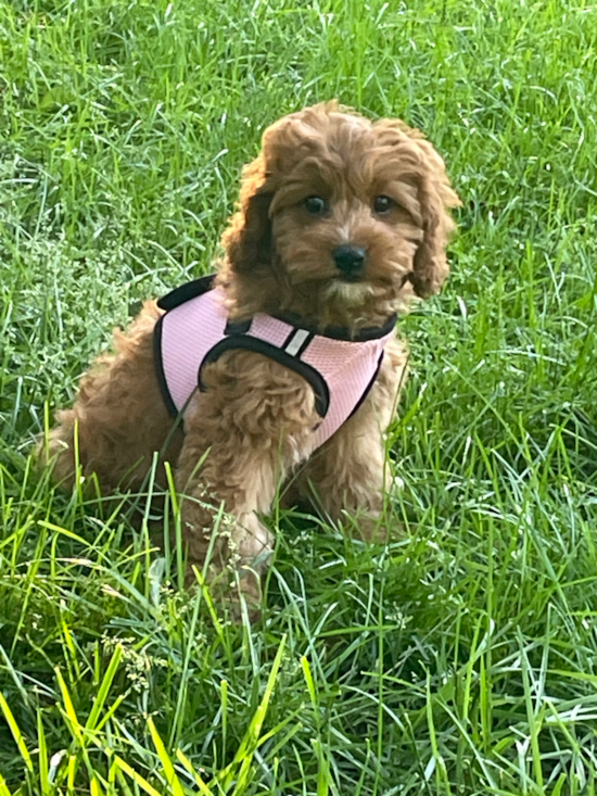 Cavapoo