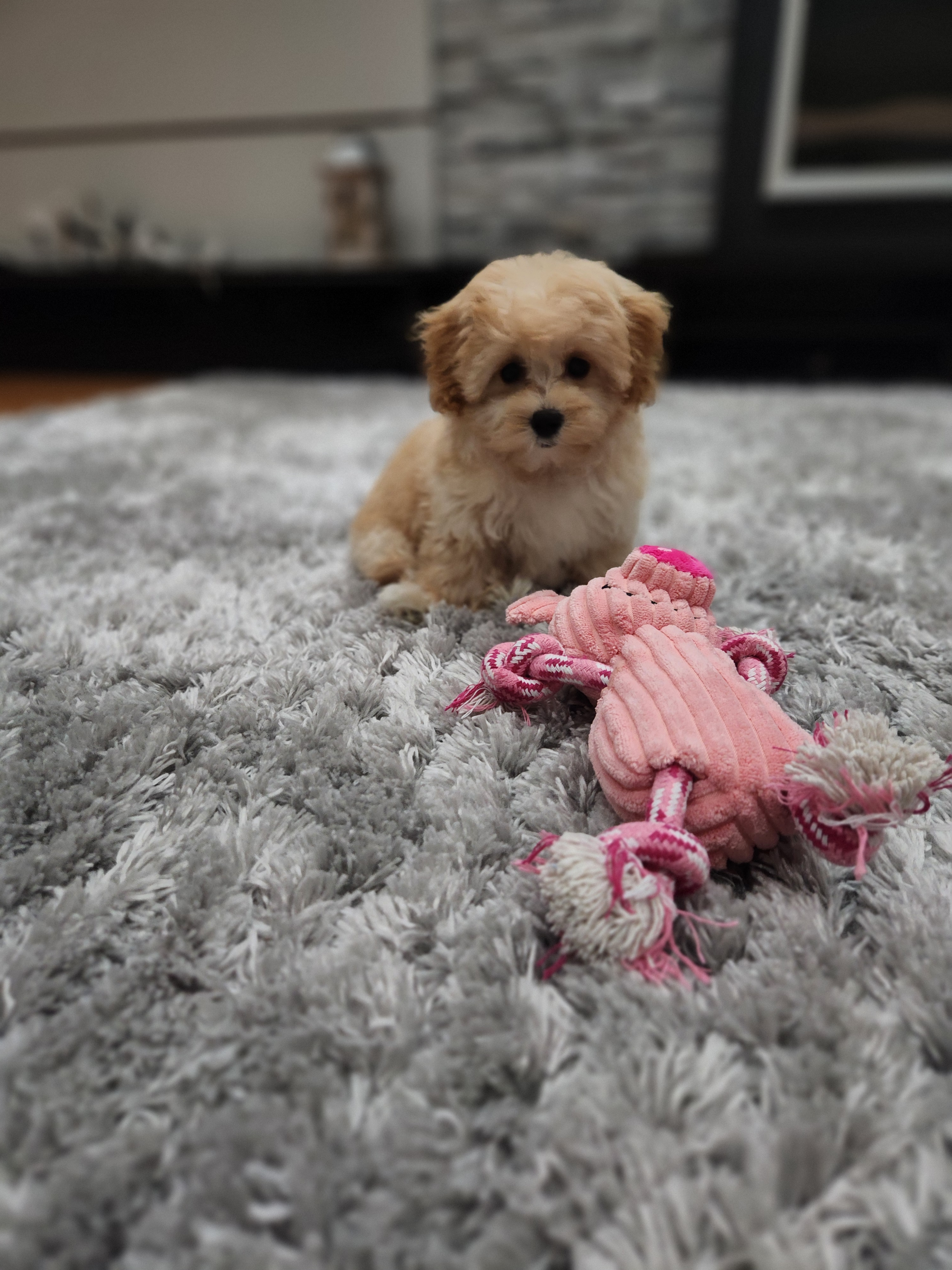 Best Maltipoo Baby