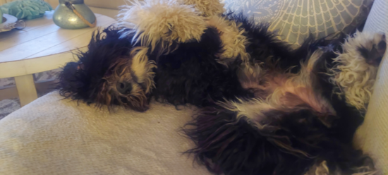 Mini Sheepadoodle