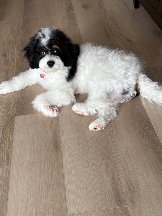 Cavapoo