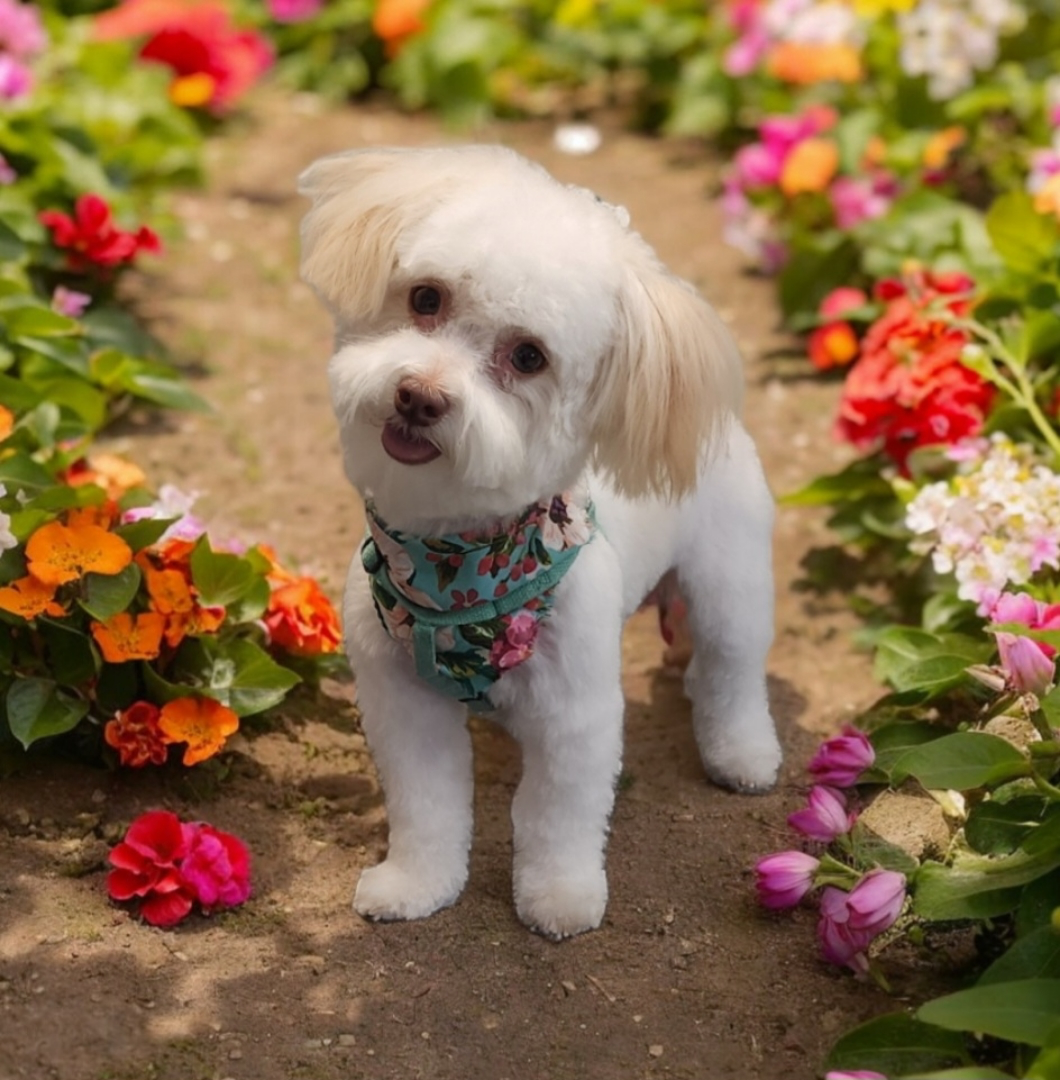 Happy Havanese Purebred Puppy