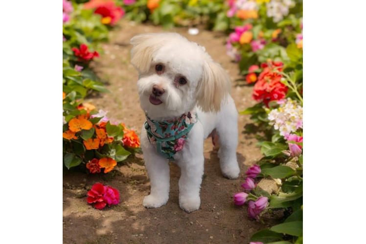 Happy Havanese Purebred Puppy