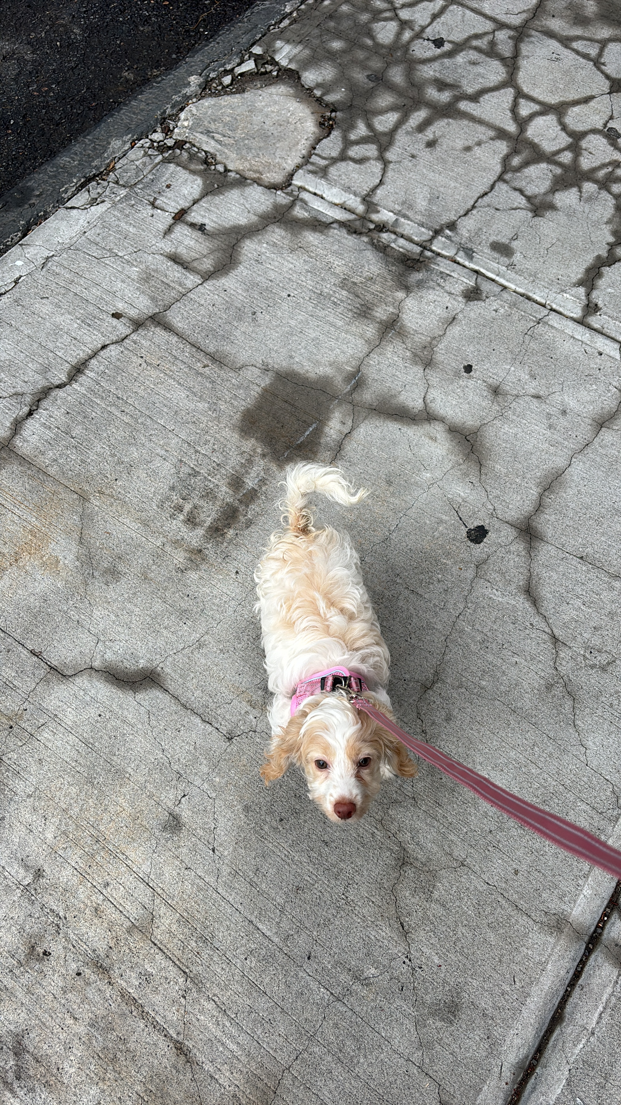 Fluffy Cockapoo Poodle Mix Pup